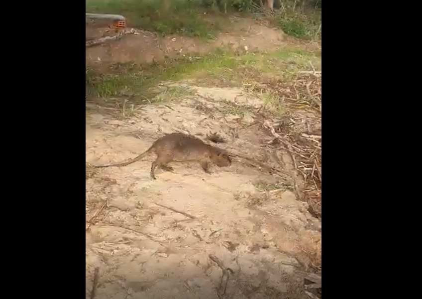 Devuelven a su hábitat a coipo rescatado de una jauría de perros en San Ignacio