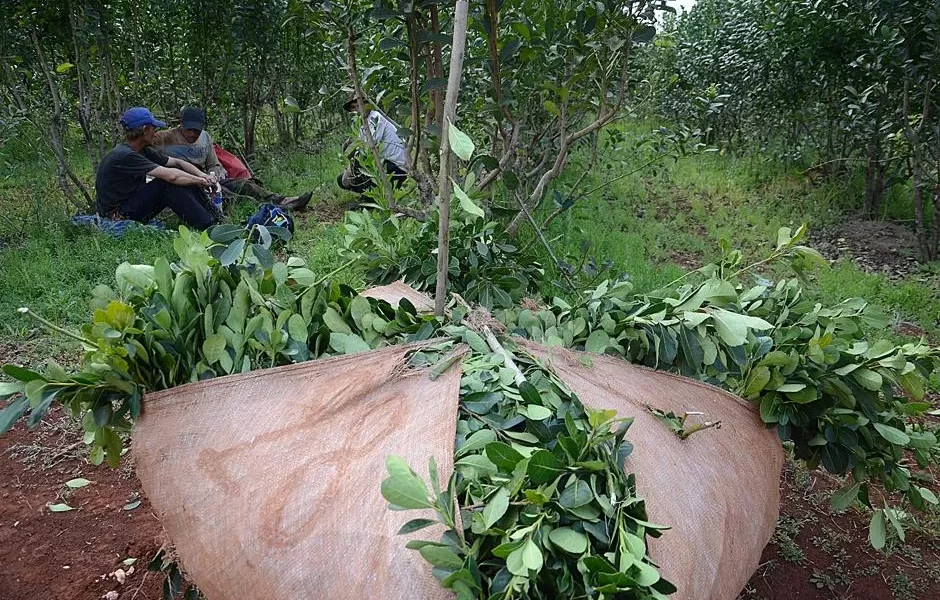 hoja verde