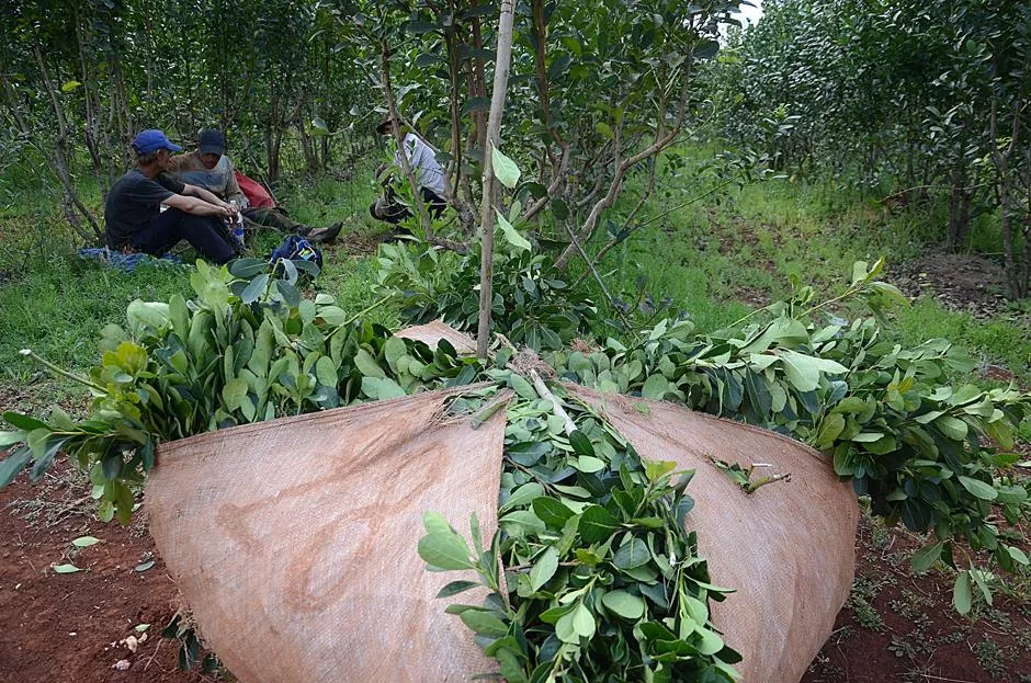 hoja verde