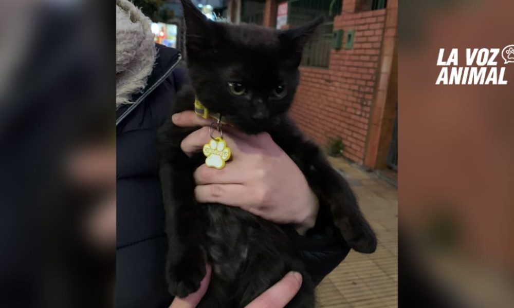 Encontraron a Chimuelo, el gatito perdido hace una semana en Posadas