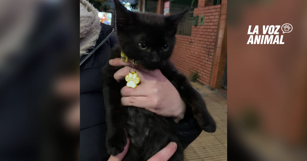 Encontraron a Chimuelo, el gatito perdido hace una semana en Posadas