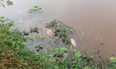 Investigan aparición de peces muertos en el Lago Ziegler de Eldorado