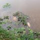 Investigan aparición de peces muertos en el Lago Ziegler de Eldorado