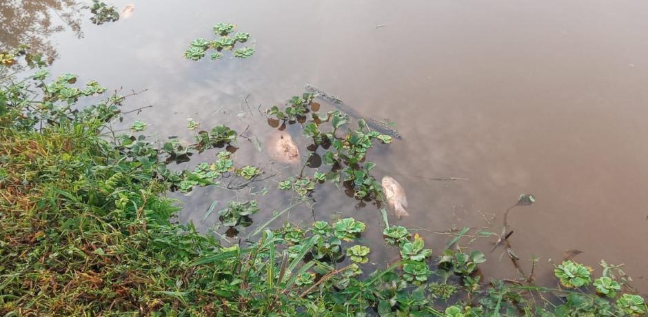 Investigan aparición de peces muertos en el Lago Ziegler de Eldorado