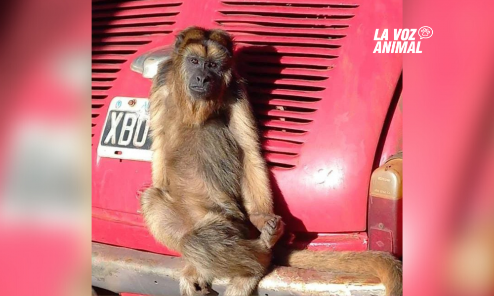 Monito rescatado de cautiverio en San José desapareció y vecinos lo buscan