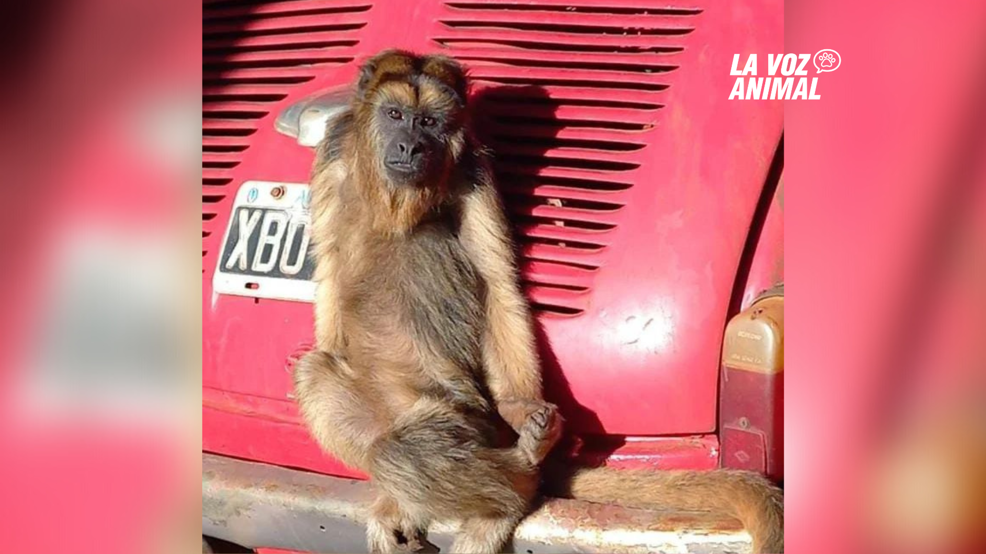 Monito rescatado de cautiverio en San José desapareció y vecinos lo buscan