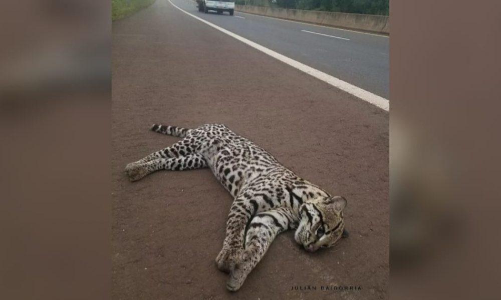 Un Ocelote murió atropellado sobre la ruta 12 en Candelaria