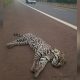 Un Ocelote murió atropellado sobre la ruta 12 en Candelaria