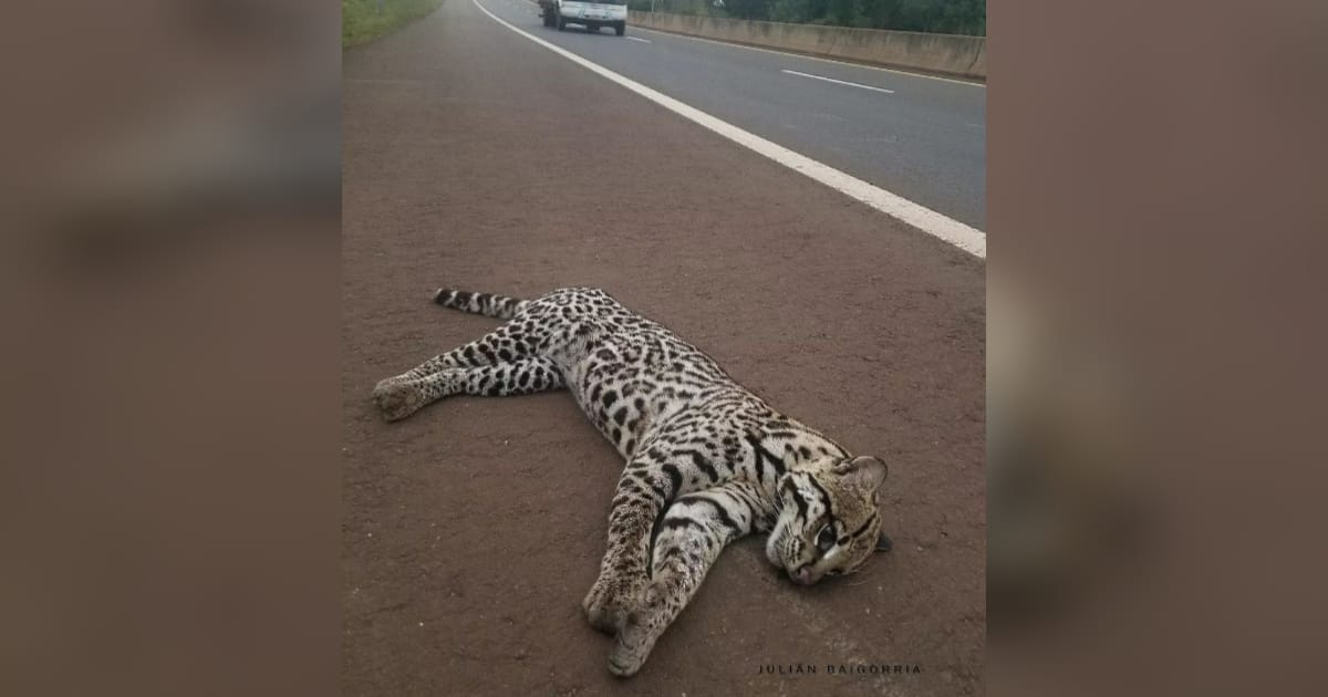 Un Ocelote murió atropellado sobre la ruta 12 en Candelaria