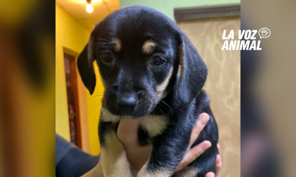 Nueva jornada de adopción de cachorros en la Costanera de Posadas