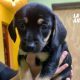 Nueva jornada de adopción de cachorros en la Costanera de Posadas