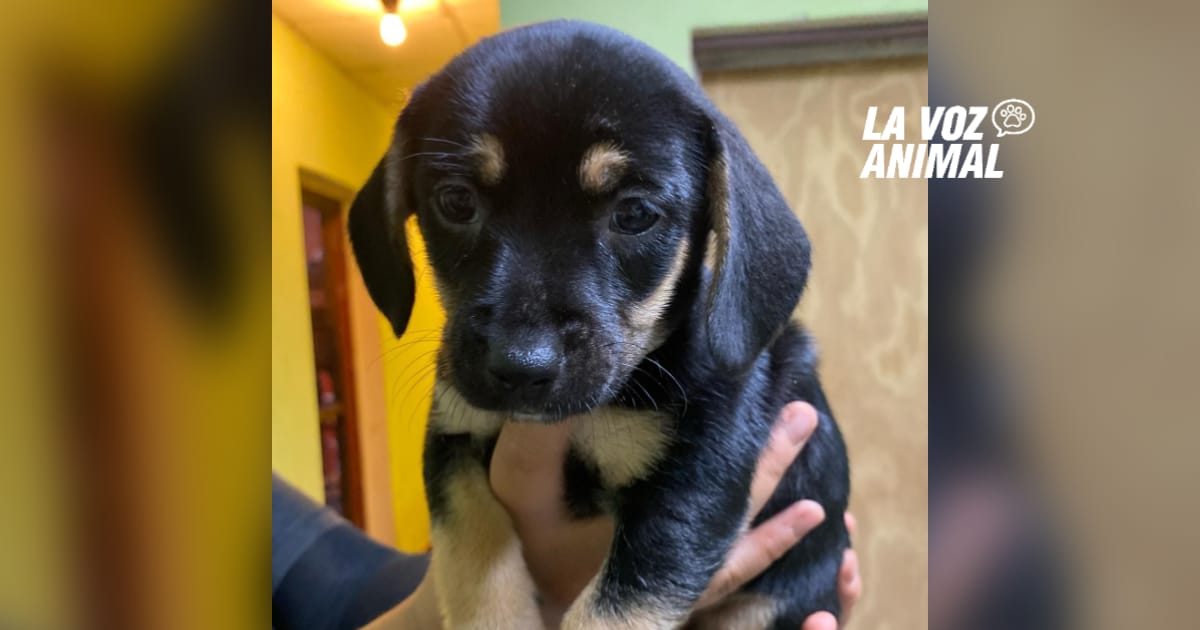 Nueva jornada de adopción de cachorros en la Costanera de Posadas