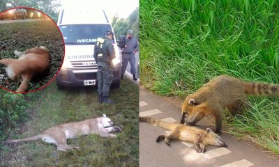 Atropellamiento de fauna: instalarán radares y cartelería en áreas protegidas