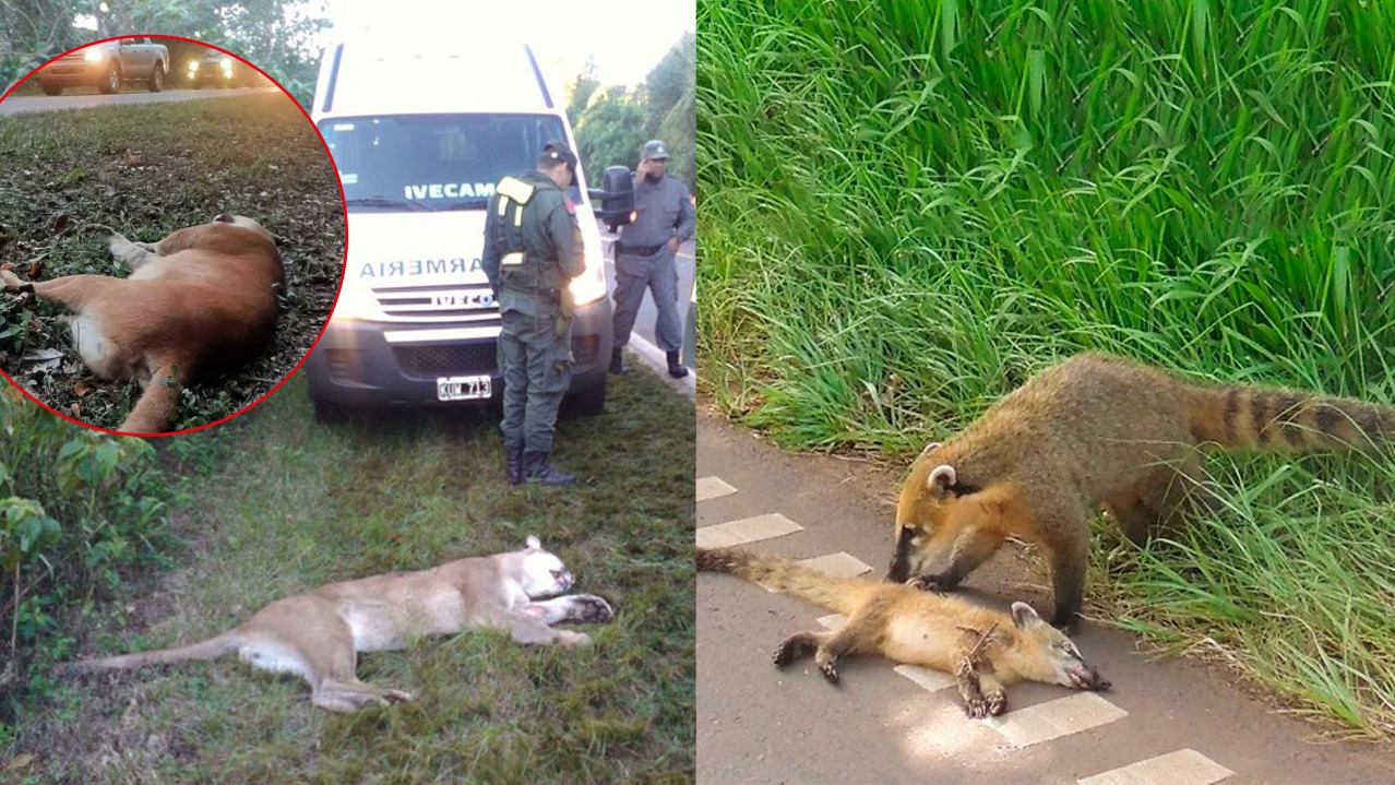 Atropellamiento de fauna: instalarán radares y cartelería en áreas protegidas