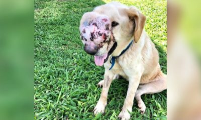 Juntan fondos para perro con cáncer rescatado por segunda vez del maltrato