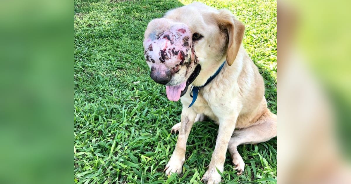 Juntan fondos para perro con cáncer rescatado por segunda vez del maltrato