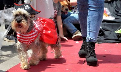 Realizarán desfile de mascotas el domingo en el cuarto tramo de la Costanera