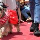 Realizarán desfile de mascotas el domingo en el cuarto tramo de la Costanera