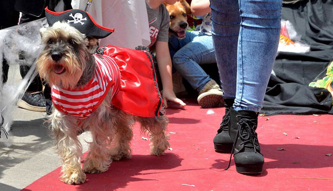 Realizarán desfile de mascotas el domingo en el cuarto tramo de la Costanera