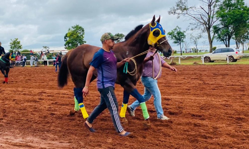 Sacrificaron caballo que participó en carrera en el Hipódromo Posadas