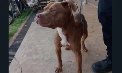 pitbull Garupá