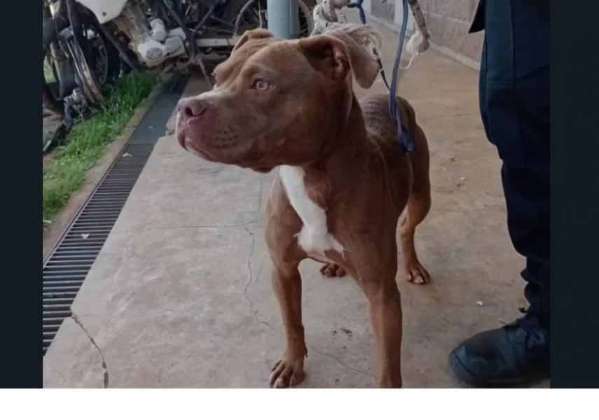 pitbull Garupá