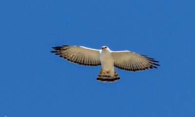 águila