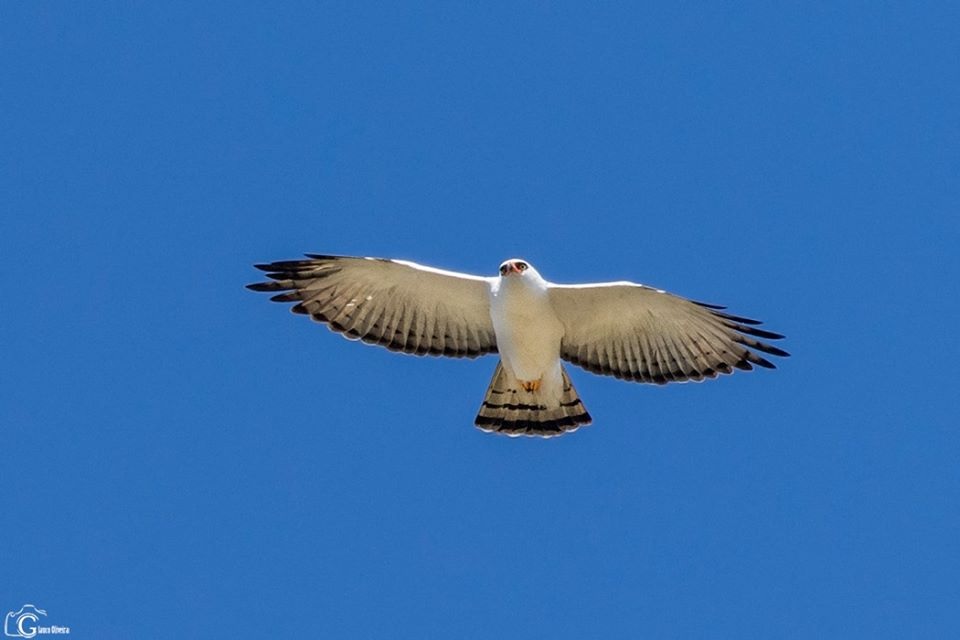 águila