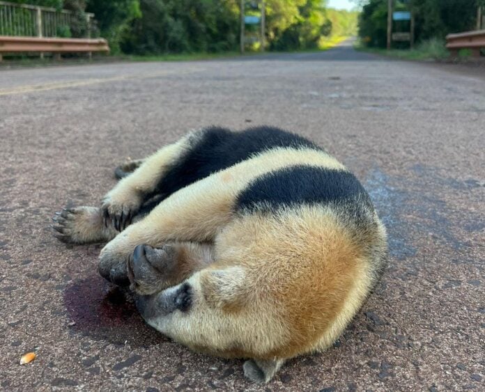 oso hormiguero