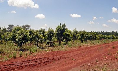 Con casi 50% de territorio en sequía, Misiones espera lluvias el fin de semana