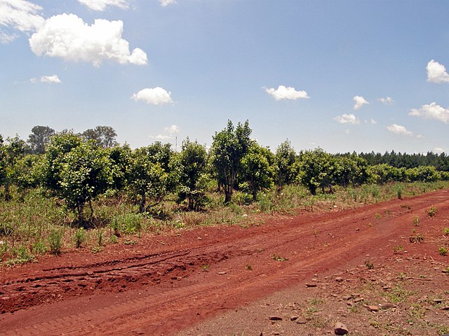 Con casi 50% de territorio en sequía, Misiones espera lluvias el fin de semana