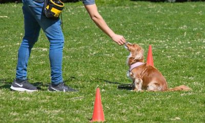 Realizarán curso de seguridad canina para todo público en Posadas