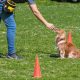 Realizarán curso de seguridad canina para todo público en Posadas