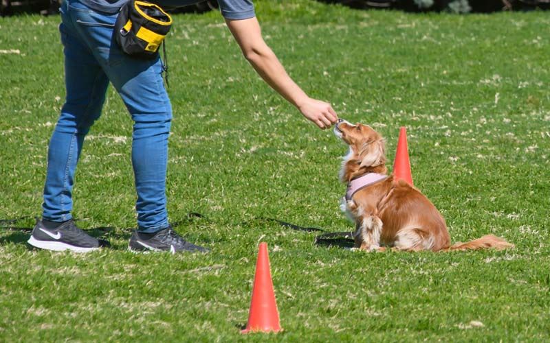 Realizarán curso de seguridad canina para todo público en Posadas