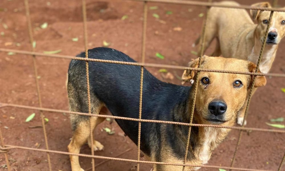 Posadas: venden arroz a la valenciana para vacunar a los perros de El Refugio