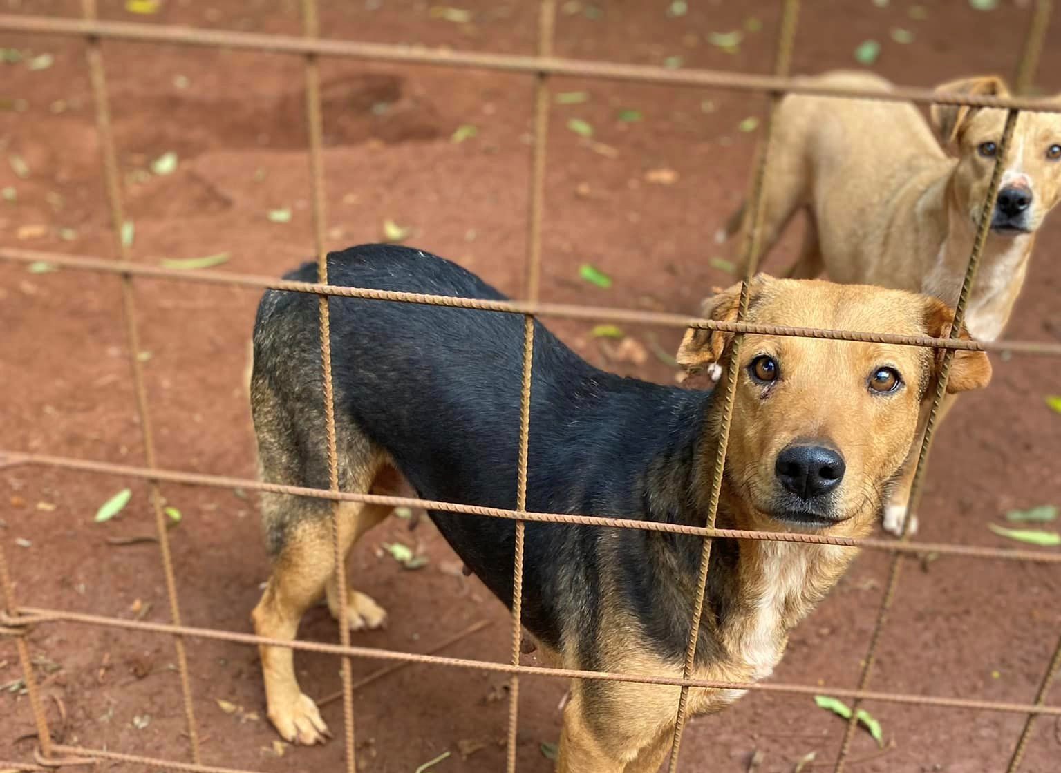 Posadas: venden arroz a la valenciana para vacunar a los perros de El Refugio