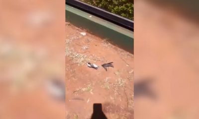 Aves se estrellan contra vidriera de una concesionaria y mueren en Posadas
