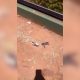 Aves se estrellan contra vidriera de una concesionaria y mueren en Posadas