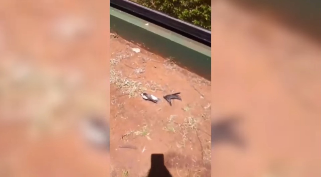 Aves se estrellan contra vidriera de una concesionaria y mueren en Posadas