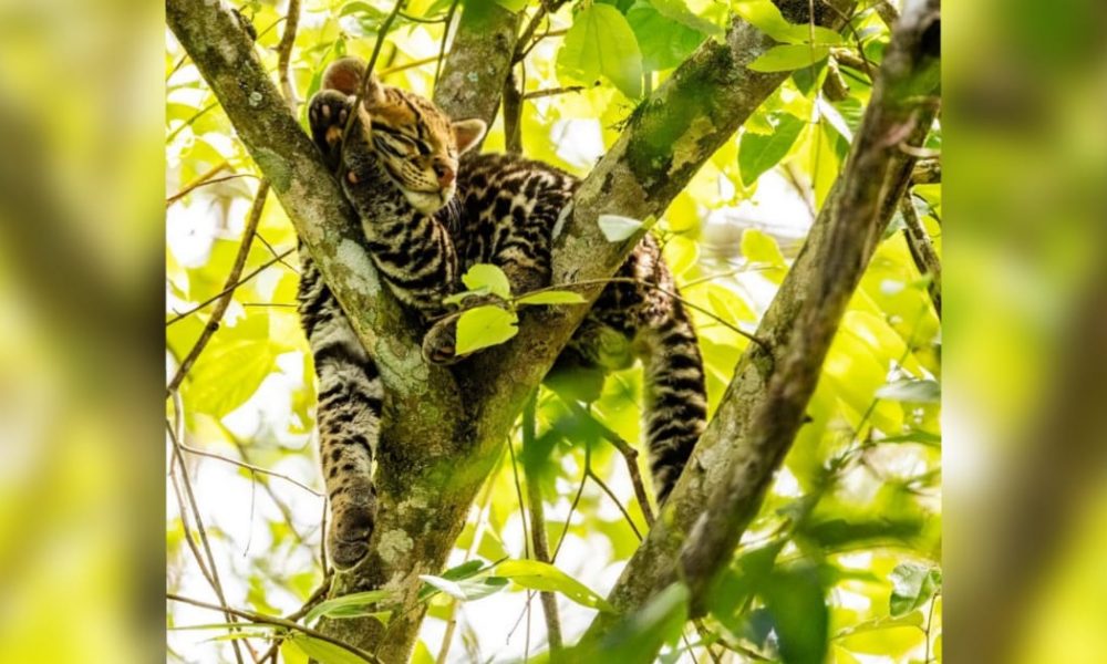 Cataratas: cerraron sendero para que cachorro de ocelote siga durmiendo