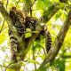 Cataratas: cerraron sendero para que cachorro de ocelote siga durmiendo