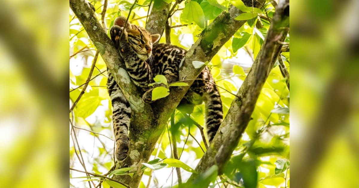 Cataratas: cerraron sendero para que cachorro de ocelote siga durmiendo