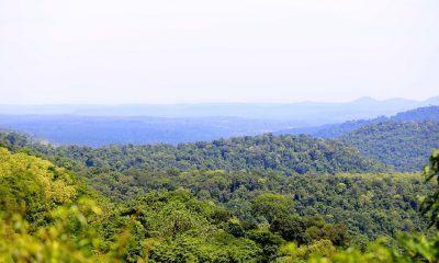 bosque atlántico