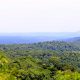 bosque atlántico