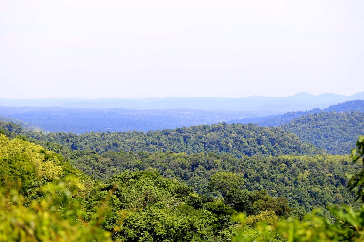 bosque atlántico