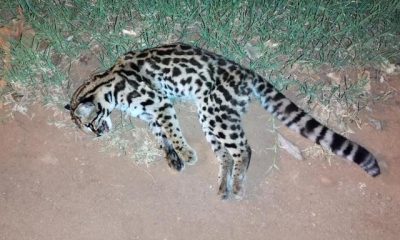Gato tirica murió atropellado en avenida de Eldorado 