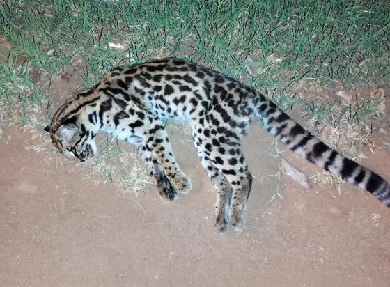 Gato tirica murió atropellado en avenida de Eldorado 