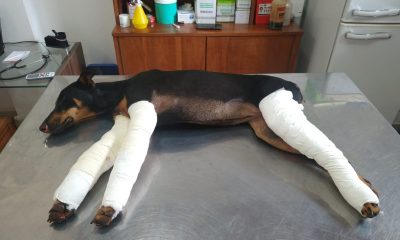 Eldorado: la atropellaron y abandonaron con tres patas quebradas en la ruta
