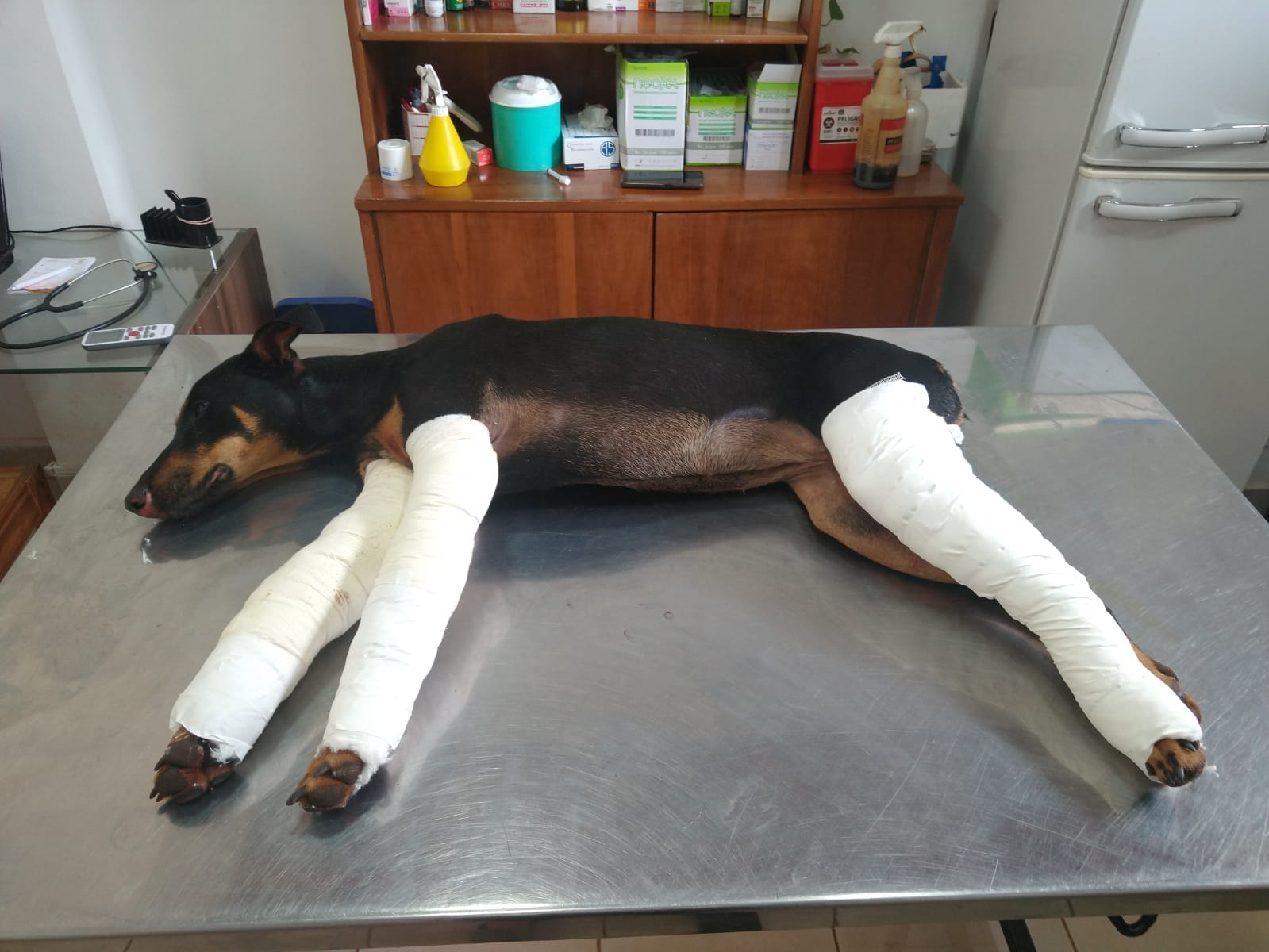 Eldorado: la atropellaron y abandonaron con tres patas quebradas en la ruta