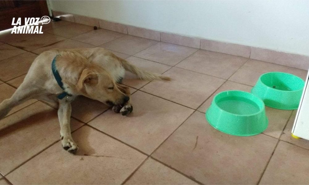 Familia adoptó a perro cuyo dueño murió en el Madariaga y lo nombró Mandioca